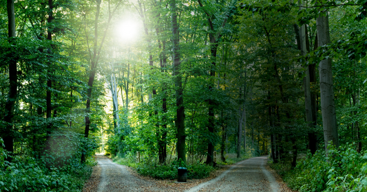 Two forest paths, one in the light and one in the dark.
